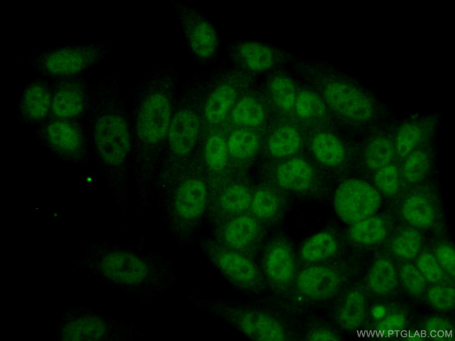 RBM4 Antibody in Immunocytochemistry (ICC/IF)