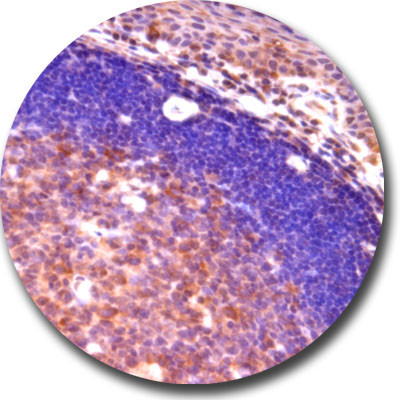 c-Myc Antibody in Immunohistochemistry (Paraffin) (IHC (P))