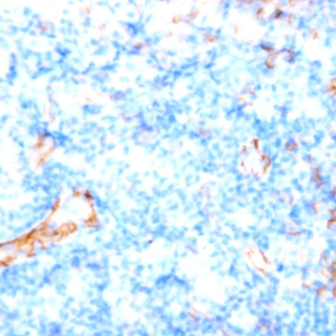 CD14 Antibody in Immunohistochemistry (Paraffin) (IHC (P))