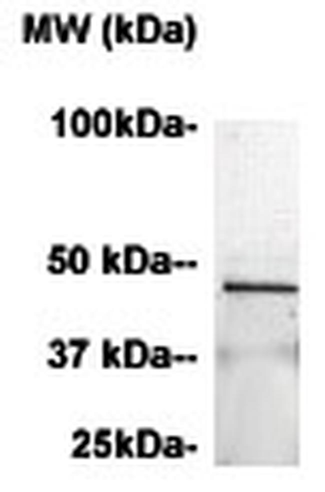 CCR2 Antibody in Western Blot (WB)