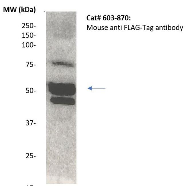 DYKDDDDK Antibody in Western Blot (WB)