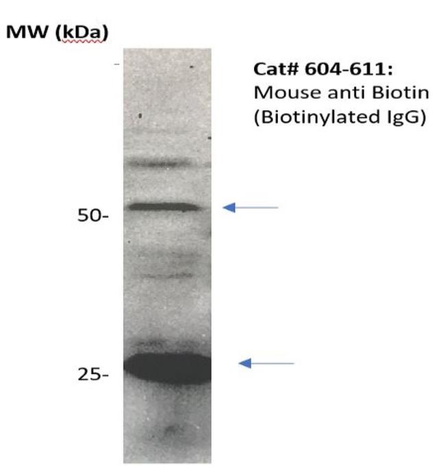 Biotin Antibody in Western Blot (WB)