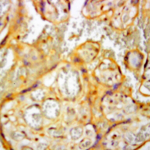 PLAP Antibody in Immunohistochemistry (Paraffin) (IHC (P))