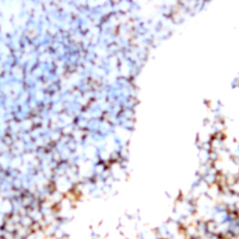 CD235a Antibody in Immunohistochemistry (Paraffin) (IHC (P))