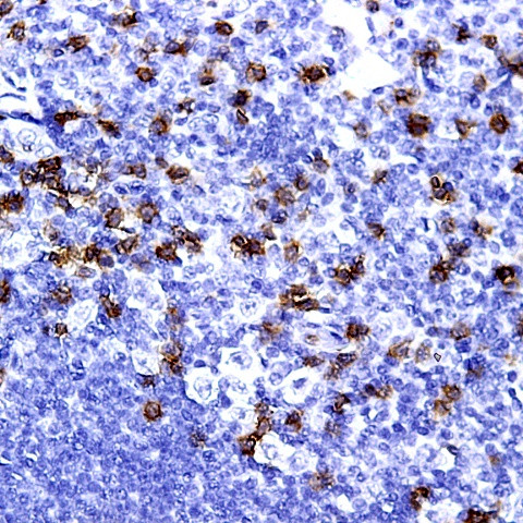 CD34 Monoclonal Antibody (581) (604-520)