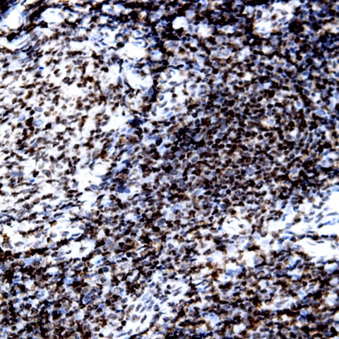 Lambda Light Chain Antibody in Immunohistochemistry (Paraffin) (IHC (P))