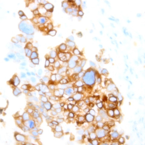 Connexin 32 Antibody in Immunohistochemistry (Paraffin) (IHC (P))