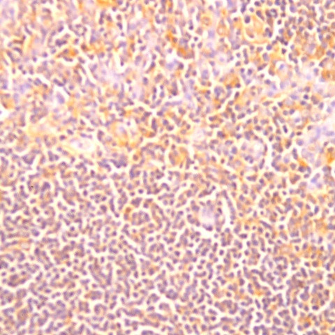 Il-10 Antibody in Immunohistochemistry (Paraffin) (IHC (P))