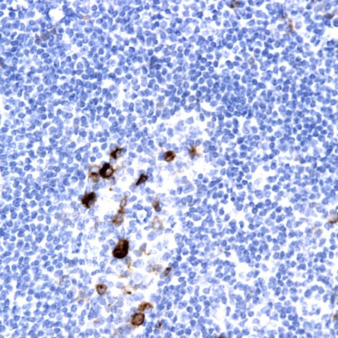 Il-10 Antibody in Immunohistochemistry (Paraffin) (IHC (P))