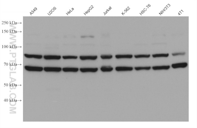 ATAD1 Antibody in Western Blot (WB)