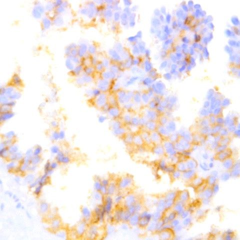 CD24 Antibody in Immunohistochemistry (Paraffin) (IHC (P))