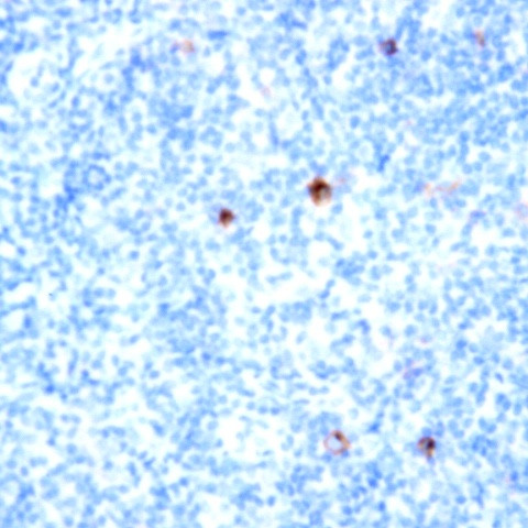 CD66a/c/e Antibody in Immunohistochemistry (Paraffin) (IHC (P))