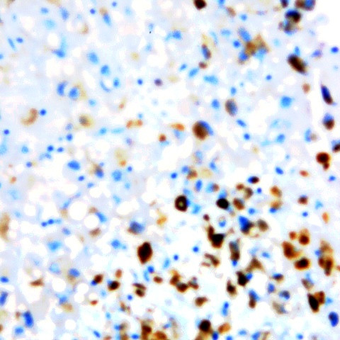 Digoxigenin Antibody in Immunohistochemistry (Paraffin) (IHC (P))