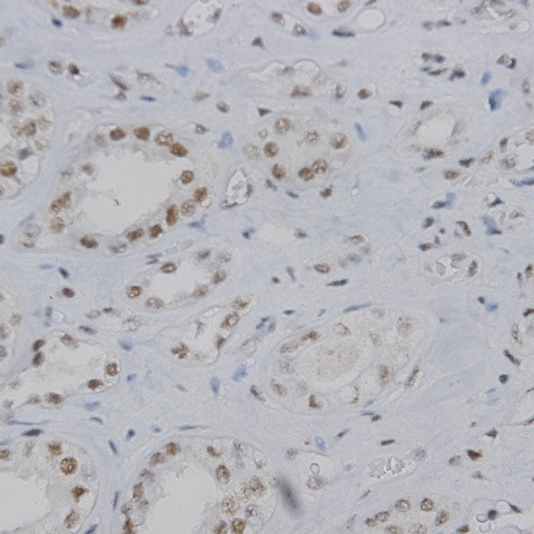 F4/80 Antibody in Immunohistochemistry (Paraffin) (IHC (P))