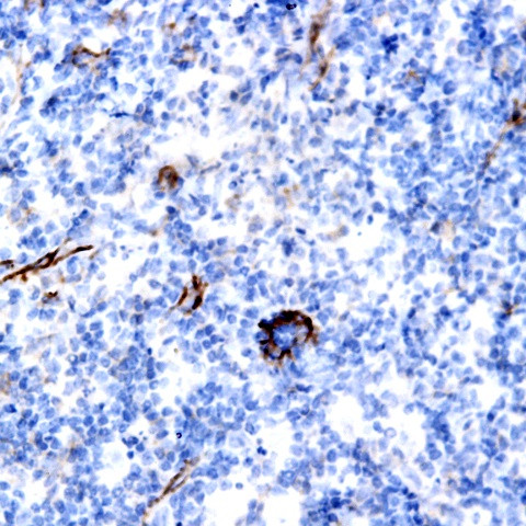 MUC2 Antibody in Immunohistochemistry (Paraffin) (IHC (P))