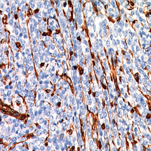 CMV Antibody in Immunohistochemistry (Paraffin) (IHC (P))