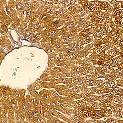 PETH Antibody in Immunohistochemistry (Paraffin) (IHC (P))