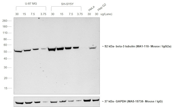 Mouse IgG2a Secondary Antibody in Western Blot (WB)