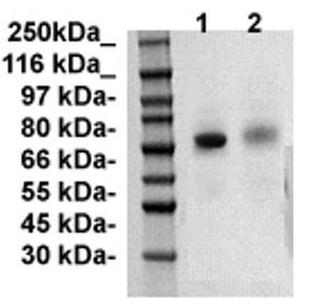 Myc-Tag Antibody in Western Blot (WB)