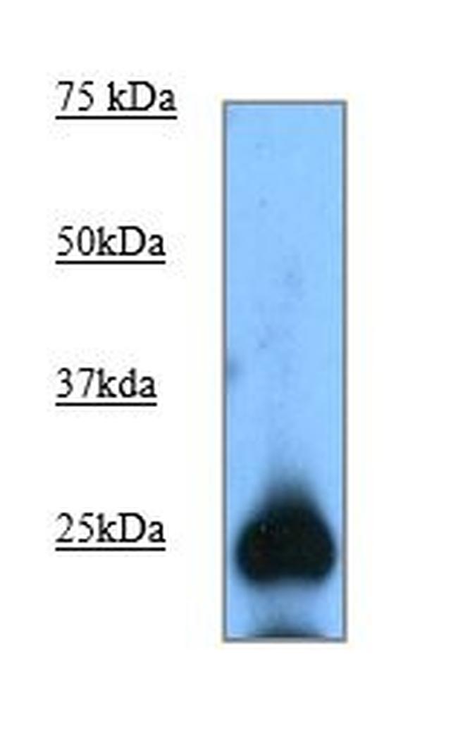 GFP Antibody in Western Blot (WB)