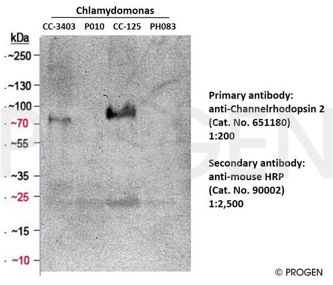 Channelrhodopsin 2/ChR2 Antibody in Western Blot (WB)