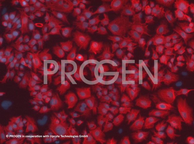 Cytokeratin 8 Antibody in Immunocytochemistry (ICC/IF)