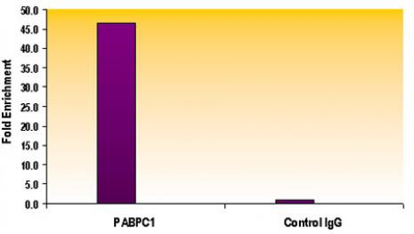 Histone H3K56ac Antibody in ChIP Assay (ChIP)
