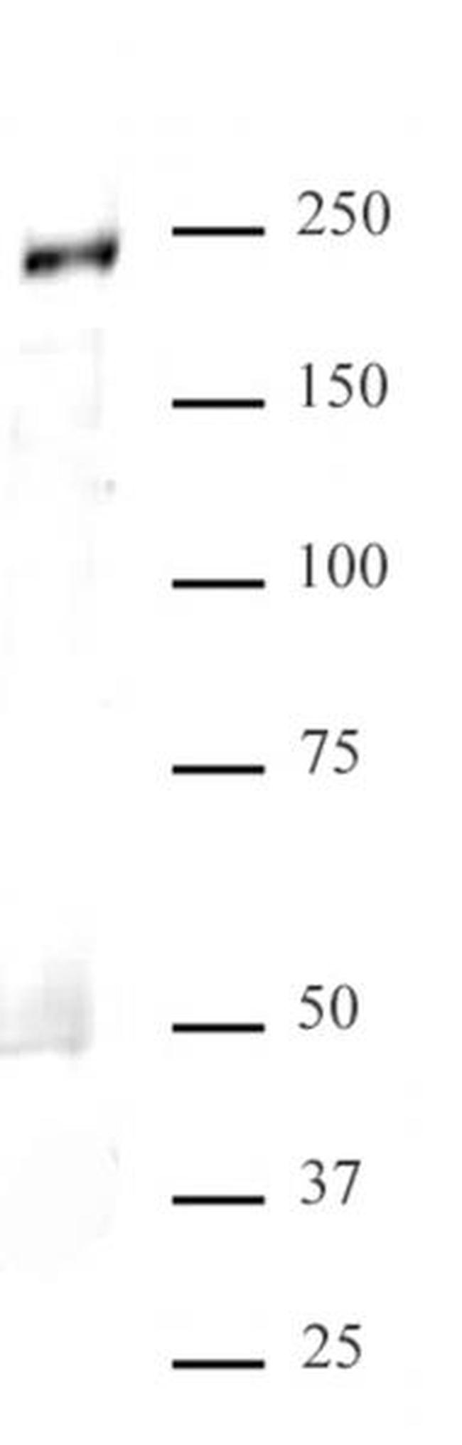 MED1 Antibody in Western Blot (WB)