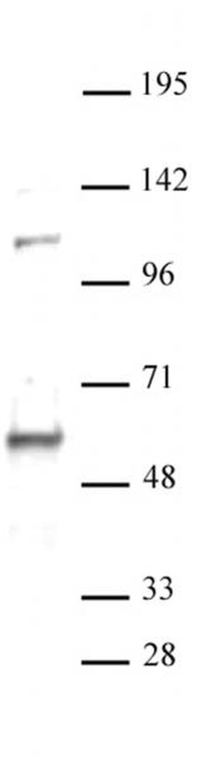 RAP1 / TERF2IP Antibody in Western Blot (WB)