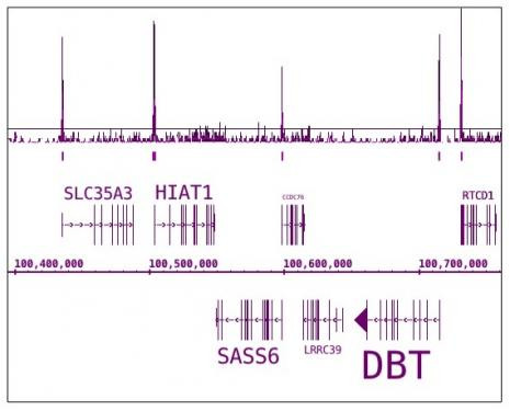 Phospho-RNA pol II CTD (Ser7) Antibody in ChIP-Sequencing (ChIP-Seq)