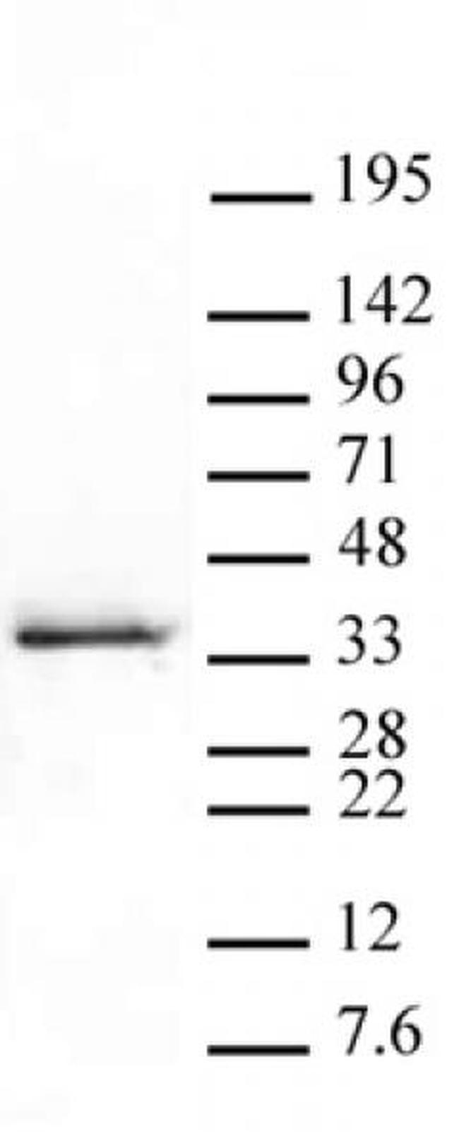 Phospho-Histone H1.5 (Ser17) Antibody in Western Blot (WB)