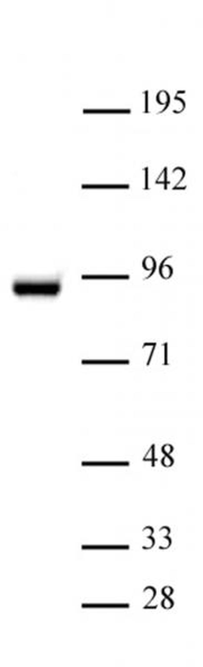 STAT5A Antibody in Western Blot (WB)