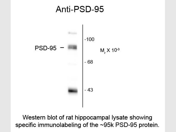 PSD95 Antibody in Western Blot (WB)