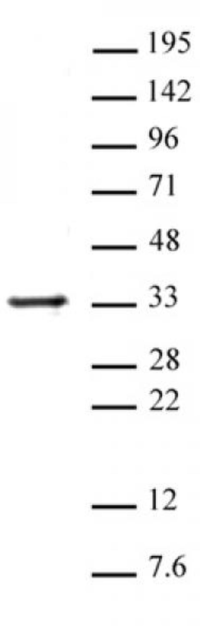 Histone H1 Antibody in Western Blot (WB)