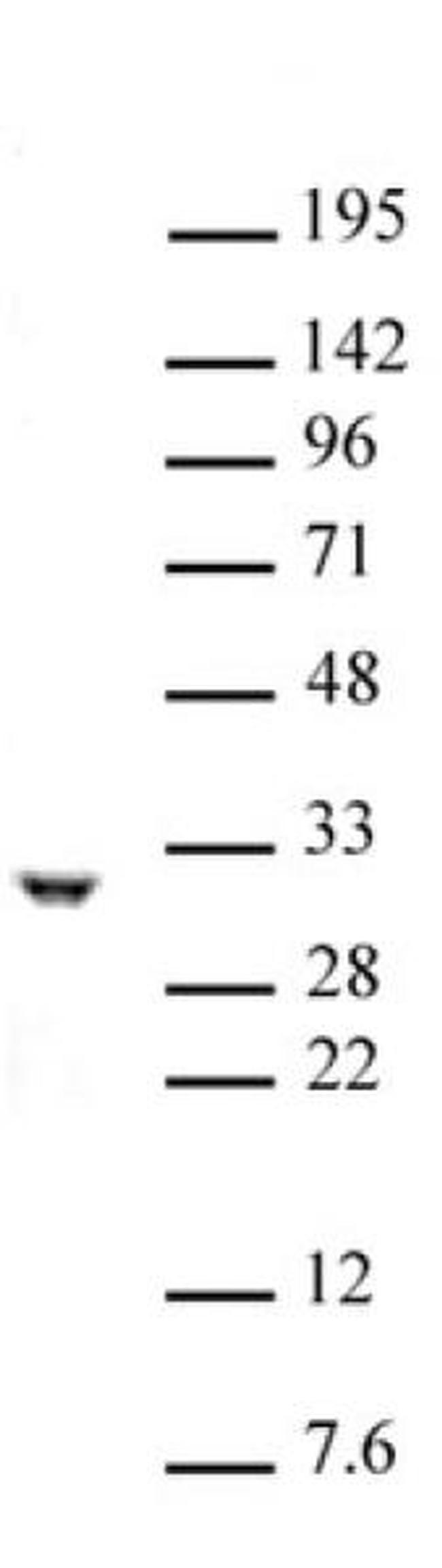 PHB / Prohibitin Antibody in Western Blot (WB)