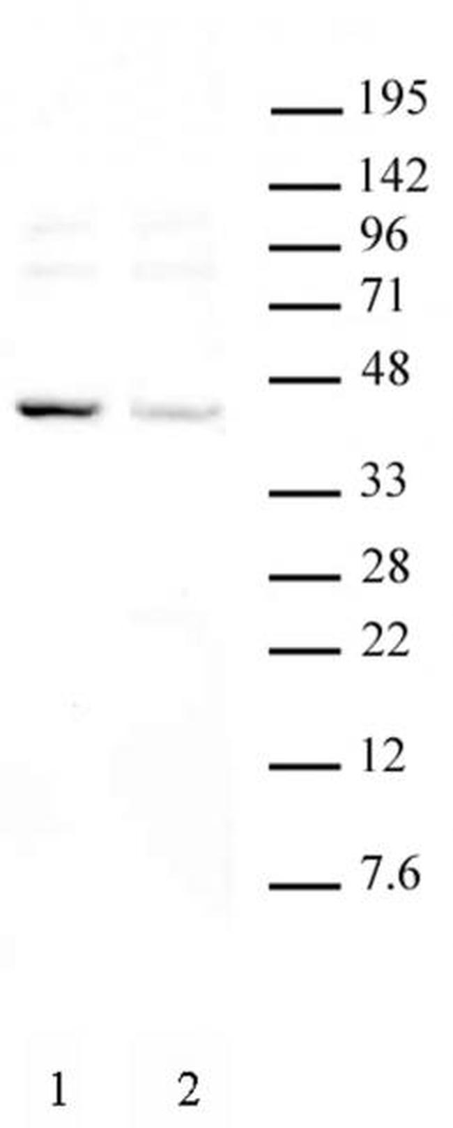 KLF6 Antibody in Western Blot (WB)
