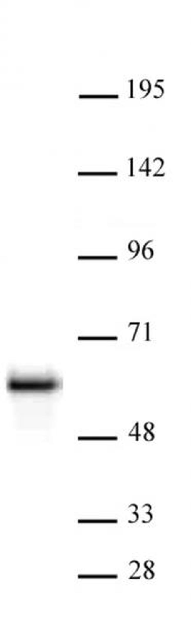 NonO Antibody in Western Blot (WB)