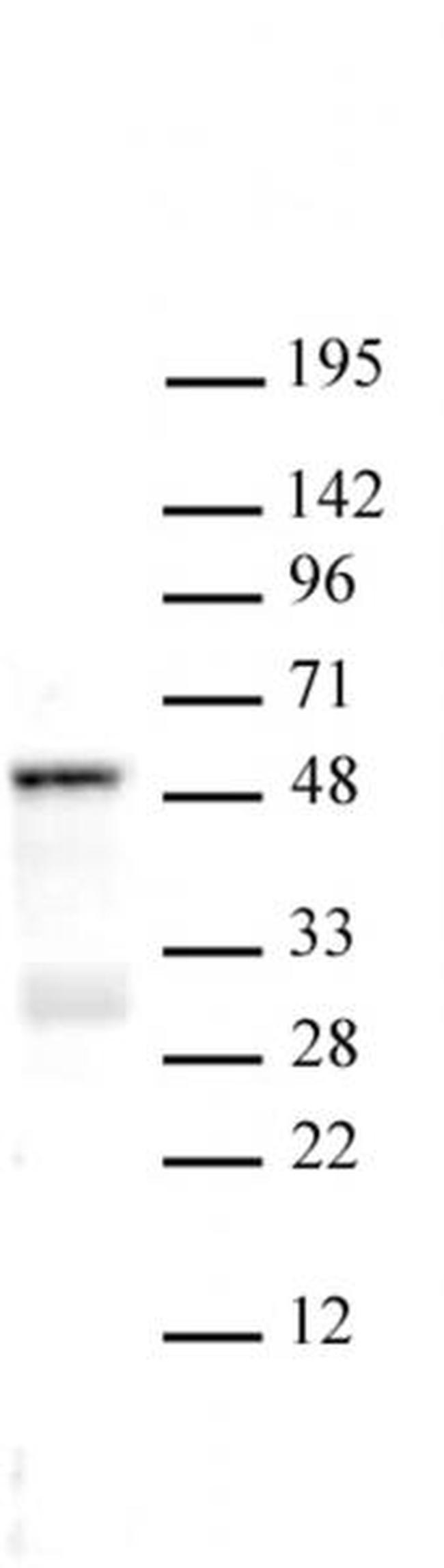 SMAD3 Antibody in Western Blot (WB)
