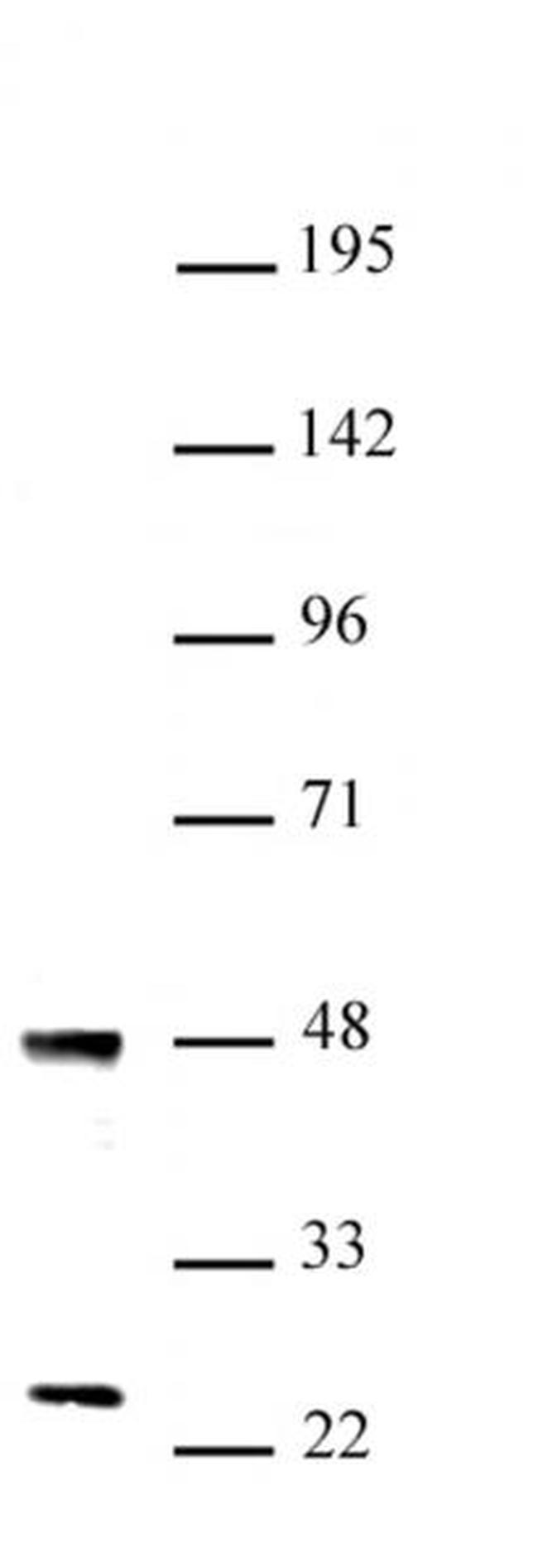 UTF1 Antibody in Western Blot (WB)