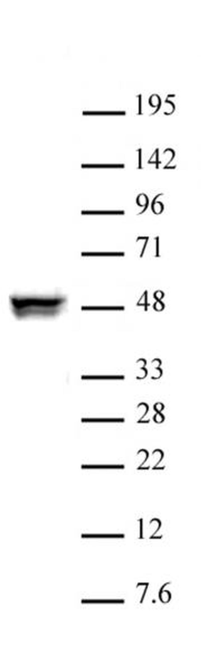 CTBP2 Antibody in Western Blot (WB)