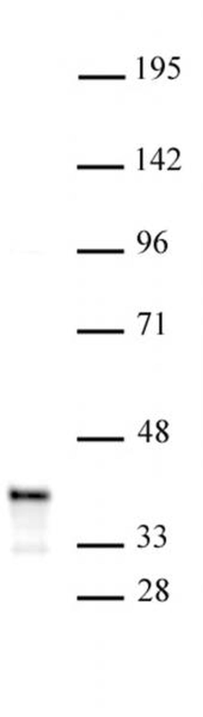 PDX1 Antibody in Western Blot (WB)