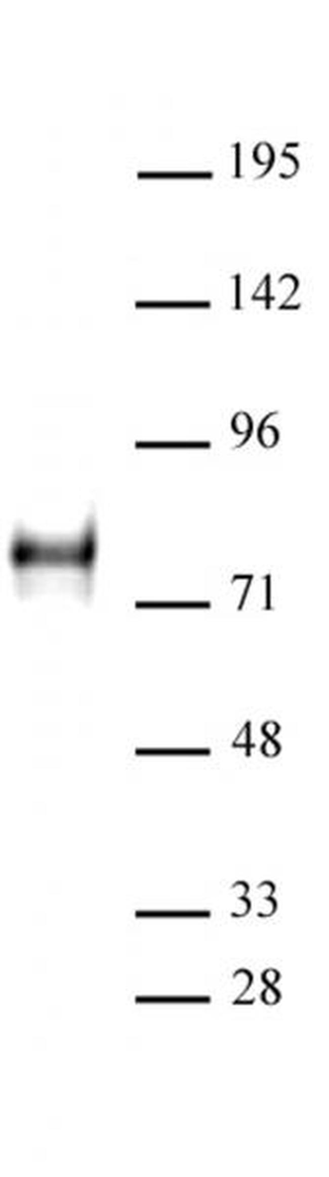 YAP1 Antibody in Western Blot (WB)