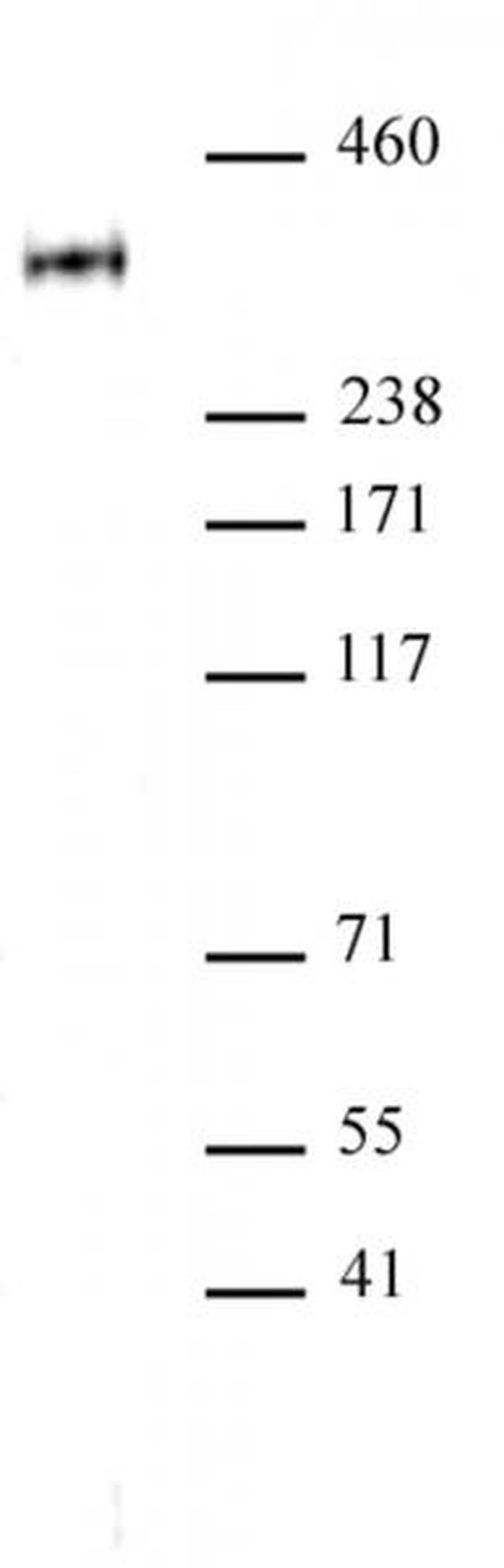 Phospho-RNA pol II CTD (Thr4) Antibody in Western Blot (WB)