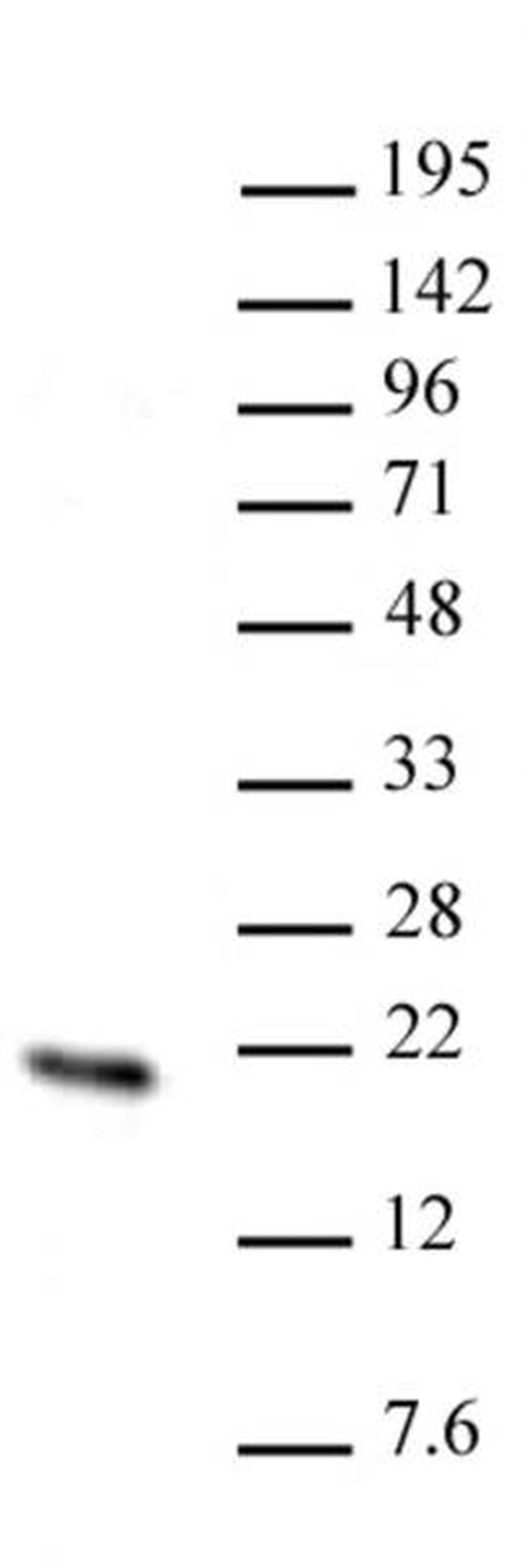 Hmgn2 Antibody in Western Blot (WB)