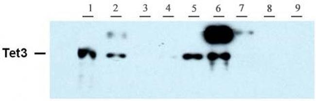 Tet3 Antibody in Western Blot (WB)