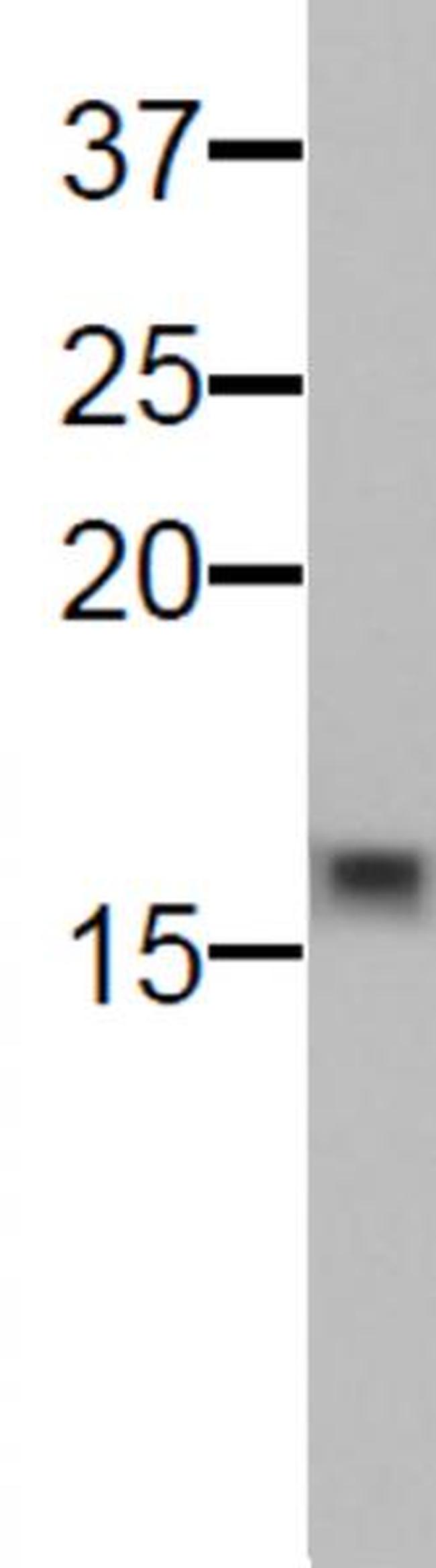 Histone H3K9me0 Antibody in Western Blot (WB)