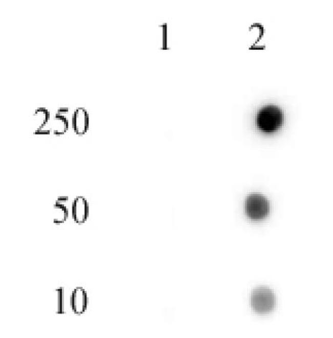 Phospho-Histone H4 (His18) Antibody in Dot Blot (DB)
