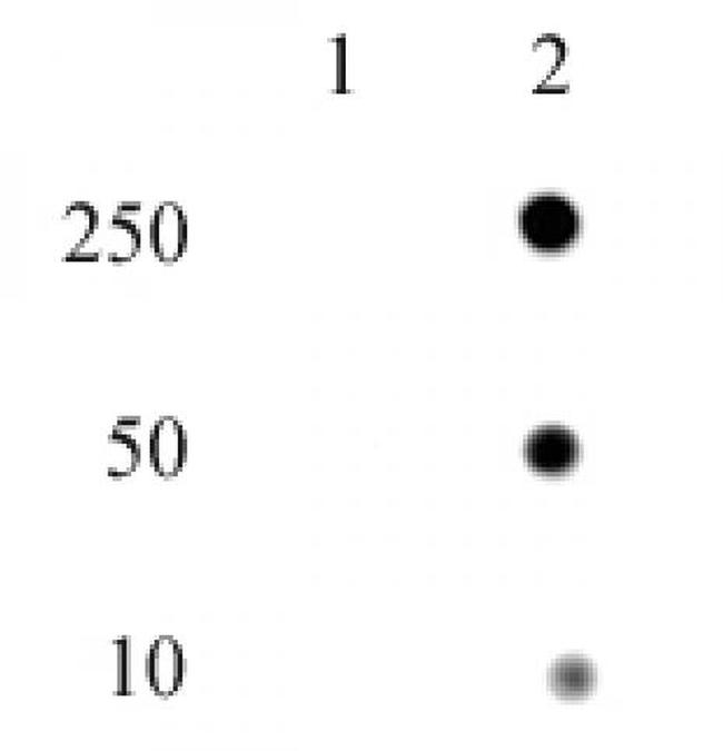 Phospho-Histone H4 (His18) Antibody in Dot Blot (DB)