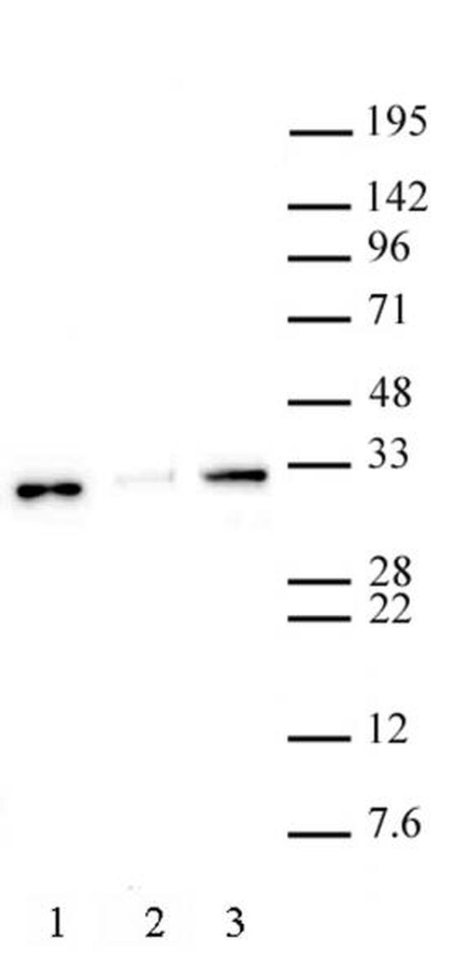 Histone H1.0 Antibody in Western Blot (WB)