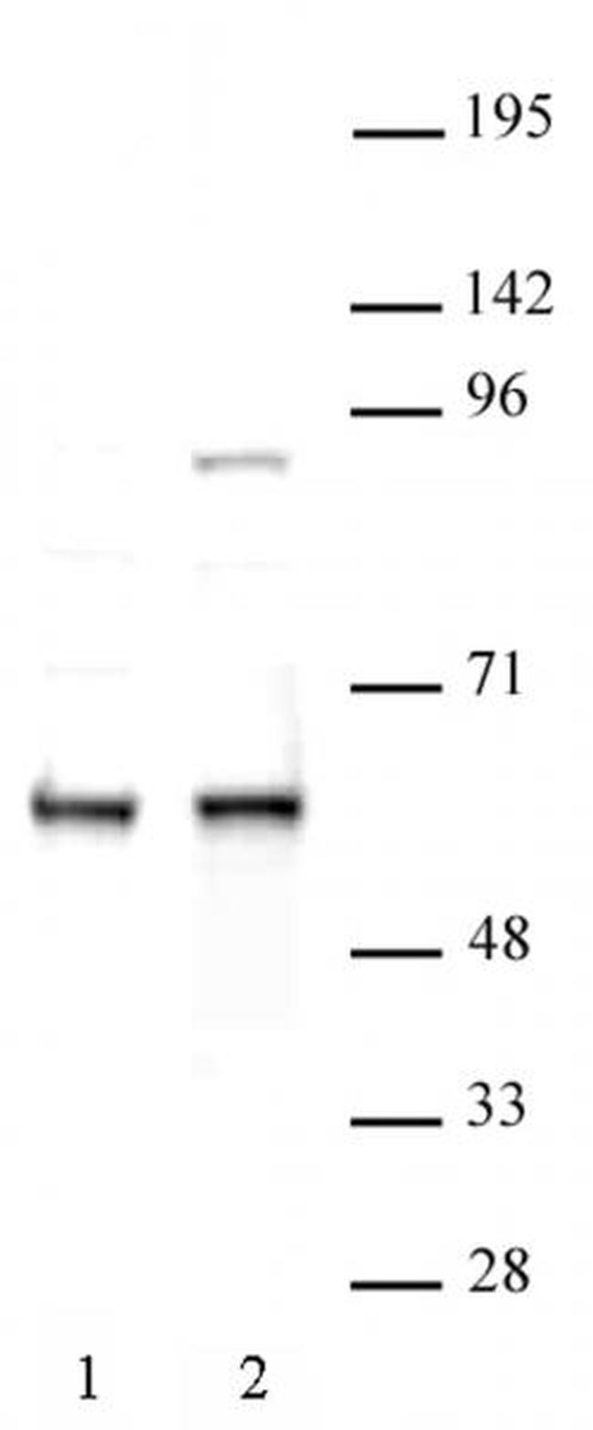 FTO Antibody in Western Blot (WB)